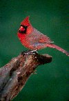 Northern Cardinal &copy; Jayphotos