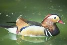 Mandrin Duck-Male &copy; Jayphotos