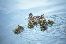 Mallard and the Ducklings &copy; Jayphotos