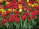 Tulips Garden &copy; Jay Photos