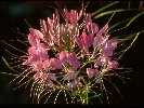 Cleomes-Spider Plant &copy; Jayphotos