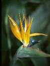 Strelitzia Reginae &copy; Jay Photos