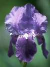 Iris &copy; Jay Photos