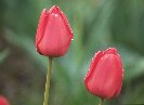 Tulips&copy; Jay Photos