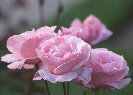 Pink Roses &copy; Jay Photos