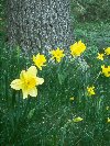 Daffodils &copy; Jay Photos