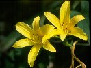 Daylily &copy; Jay Photos