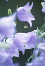 Willows Bellflowers &copy; Jay Photos
