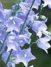  Willow Bellflowers &copy; Jay Photos