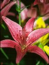 Lily &copy; Jay Photos
