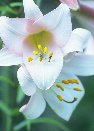 Lily &copy; Jay Photos