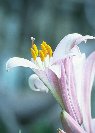 Lily &copy; Jay Photos
