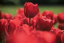 Tulips &copy; Jayphotos