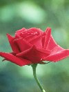 Red Rose &copy; Jay Photos