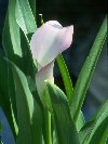 Pink Cala Lily &copy; Jay Photos