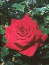 Red Rose &copy; Jay Photos