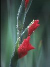 Gladiolus &copy; Jay Photos