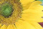 Giant Sunflower &copy; Jay Photos