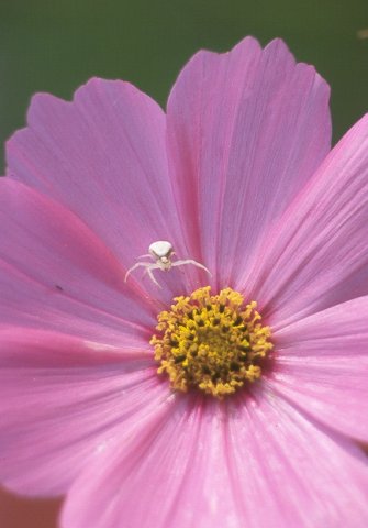Cosmos &copy; Jay Photos
