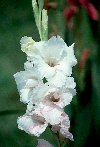 Gladiolus&copy; Jay Photos