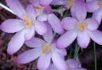 Crocus &copy; Jay Photos
