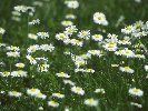 Daisies &copy; Jay Photos