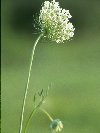 Queen Anne's Lace &copy; Jay Photos