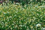 Daisies &copy; Jay Photos