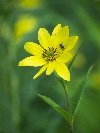 Jerusalem Artichoke &copy; Jay Photos