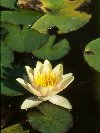 Water Lily &copy; Jay Photos