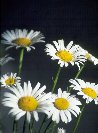 Daisies&copy; Jay Photos