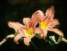 Daylily &copy; Jayphotos