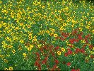 Coreopsis &copy; Jayphotos