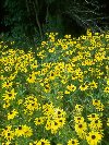 Black-eyed Susan &copy; Jay Photos