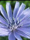 Chicory &copy; Jay Photos