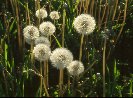 Remains of Dandelions &copy; Jay Photos