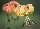 Tiger Lily &copy; Jay Photos
