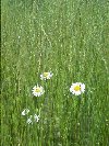 Daisies &copy; Jay Photos