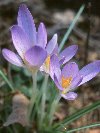 Crocus-purple &copy; Jay Photos