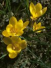Crocus-yellow &copy; Jay Photos