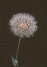 Remains of Dandelions &copy; Jay Photos