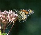 Monorch Butterfly &copy; Jay Photos