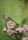 Monorch Butterfly &copy; Jay Photos