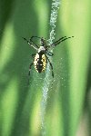 Black-and-yellow Argiope &copy; Jay Photos