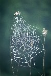 Dew and the spiders web&copy; Jay Photos