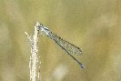 Damsel Fly &copy; Jay Photos