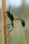 Thread-Waisted Wasp &copy; Jay Photos