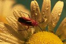 Redbug or Cotton Stainer &copy; Jay photos