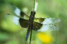 Common Skimmer &copy; Jay Photos