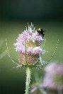Bumble Bee &copy; Jay photos